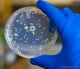 Mordern Scientific BT103160077 Culture Petri Dish, Size 100 x 17mm